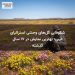 شکوفایی گل‌های وحشی استرالیای غربی؛ بهترین نمایش در ۱۷ سال گذشته