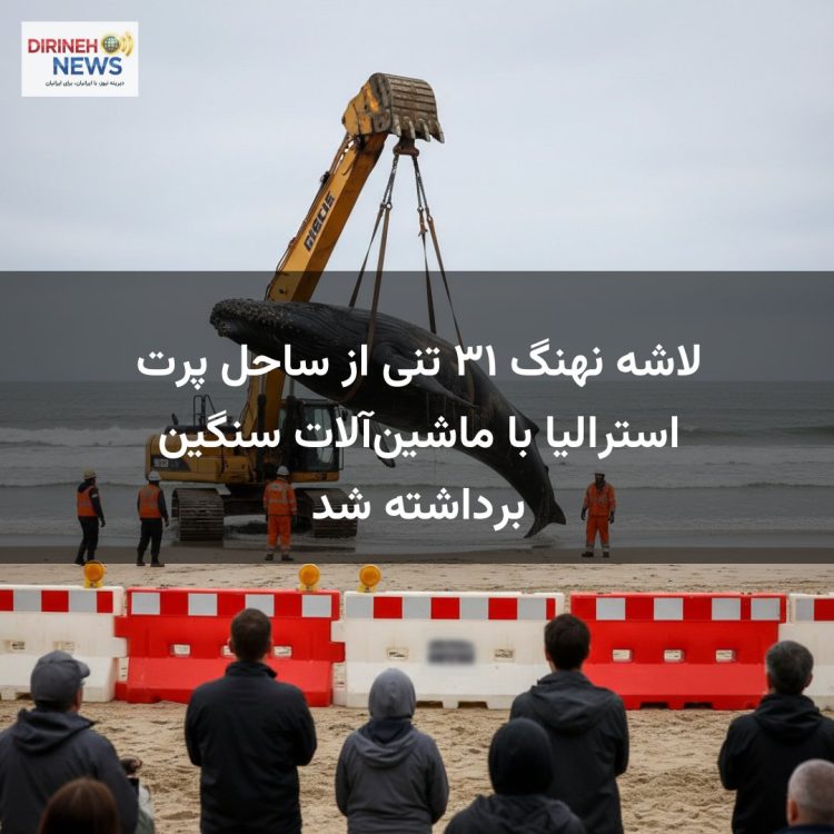 لاشه نهنگ ۳۱ تنی از ساحل پرت استرالیا با ماشین‌آلات سنگین برداشته شد