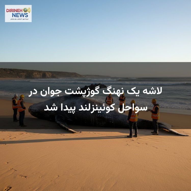 لاشه یک نهنگ گوژپشت جوان در سواحل کوئینزلند پیدا شد