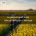 هشدار کشاورز استرالیایی به توریست‌ها: از مزارع کانولا دور بمانید