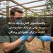 واکسیناسیون کامل نزدیک به ۱۵۰ پرنده بومی در پارک حیاتوحش کلیلند در برابر آنفلوانزای پرندگان