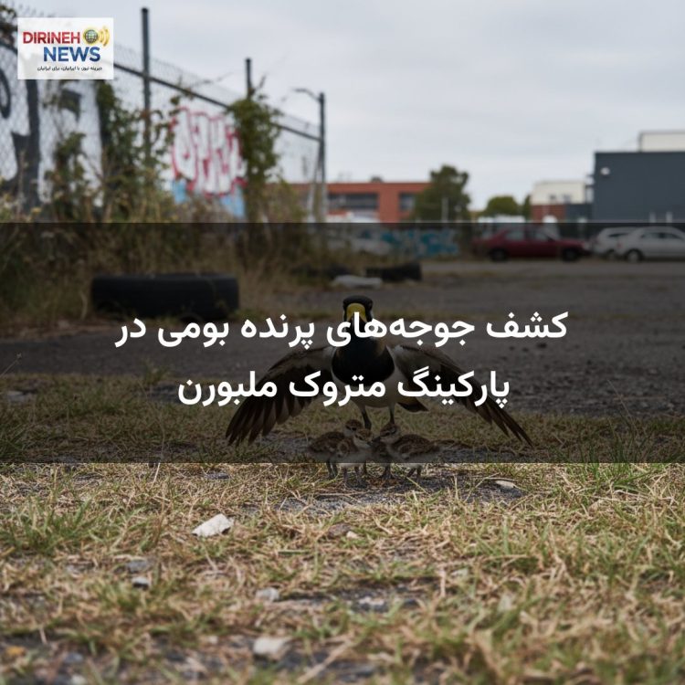 کشف جوجه‌های پرنده بومی در پارکینگ متروک ملبورن