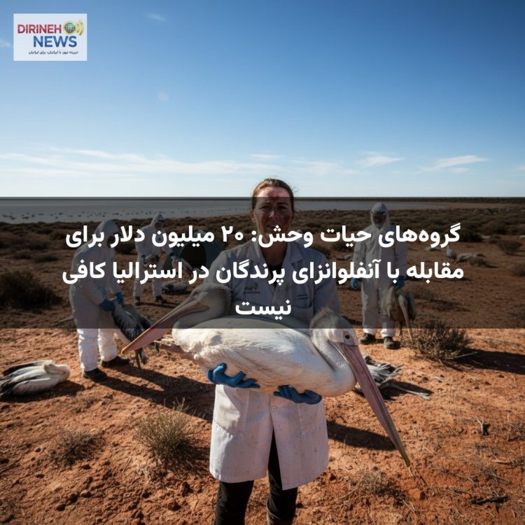 گروه‌های حیات وحش: ۲۰ میلیون دلار برای مقابله با آنفلوانزای پرندگان در استرالیا کافی نیست