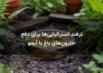 ترفند استرالیایی‌ها برای دفع حلزون‌های باغ با آبجو