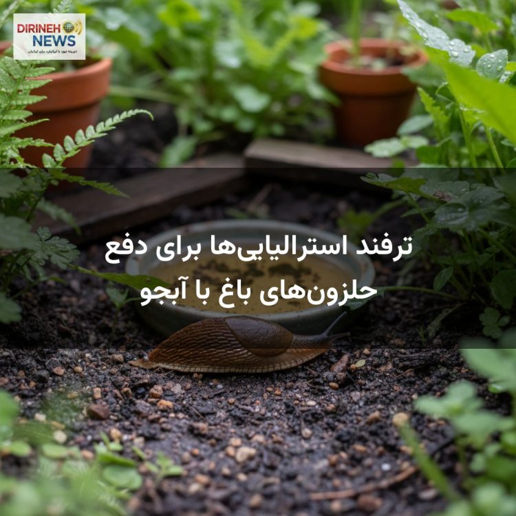ترفند استرالیایی‌ها برای دفع حلزون‌های باغ با آبجو