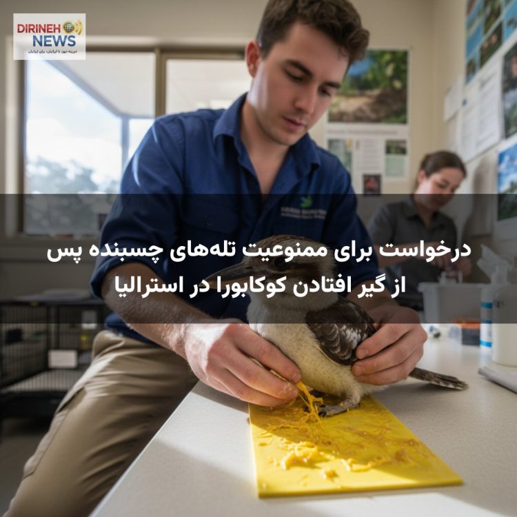 درخواست برای ممنوعیت تله‌های چسبنده پس از گیر افتادن کوکابورا در استرالیا