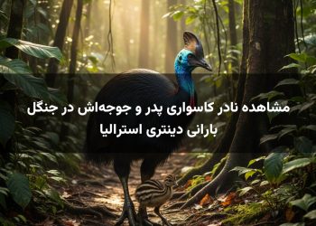 مشاهده نادر کاسواری پدر و جوجه‌اش در جنگل بارانی دینتری استرالیا
