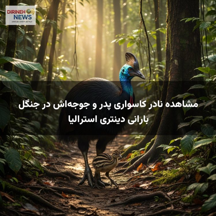 مشاهده نادر کاسواری پدر و جوجه‌اش در جنگل بارانی دینتری استرالیا