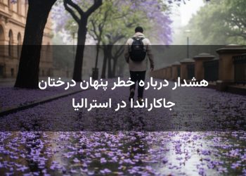 هشدار درباره خطر پنهان درختان جاکاراندا در استرالیا
