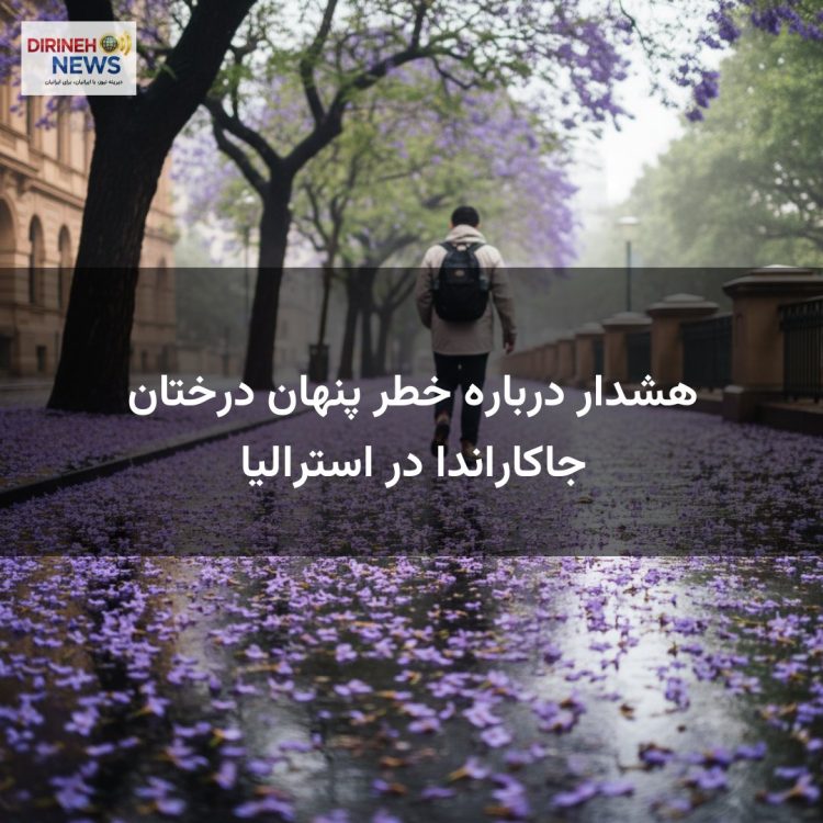 هشدار درباره خطر پنهان درختان جاکاراندا در استرالیا