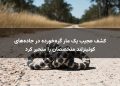 کشف عجیب یک مار گره‌خورده در جاده‌های کوئینزلند متخصصان را متحیر کرد