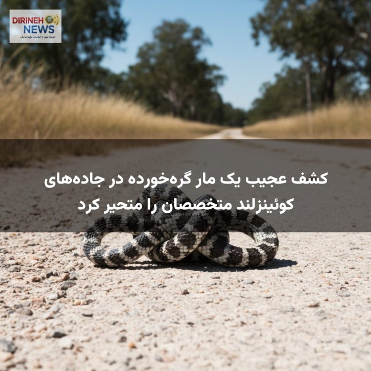کشف عجیب یک مار گره‌خورده در جاده‌های کوئینزلند متخصصان را متحیر کرد