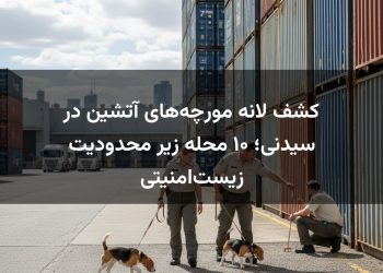 کشف لانه مورچه‌های آتشین در سیدنی؛ ۱۰ محله زیر محدودیت زیست‌امنیتی